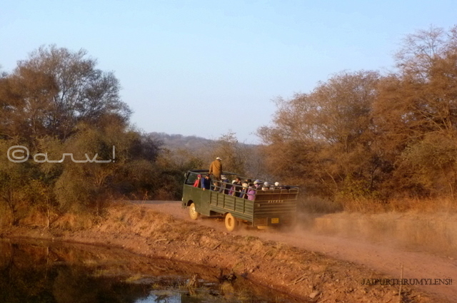 ranthambore-national-park-safari-gypsy-charges