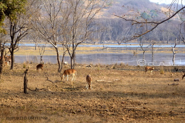 ranthamore-national-park-lodge