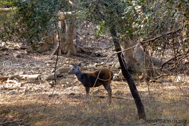 ranthamore-national-park-rajasthan-wildflife