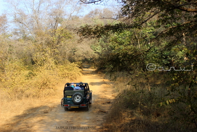 ranthamore-national-park-safari-booking-charges-gypsy-vehicle