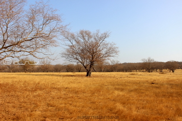 ranthamore-park-jungle-safari