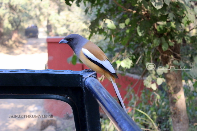 rufous-treepie-bird-Dendrocitta-vagabunda-india-ranthambore-park