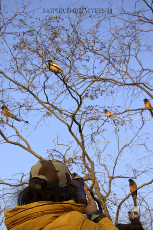 rufous-treepie-wildlife-travel-ranthambore-park-india
