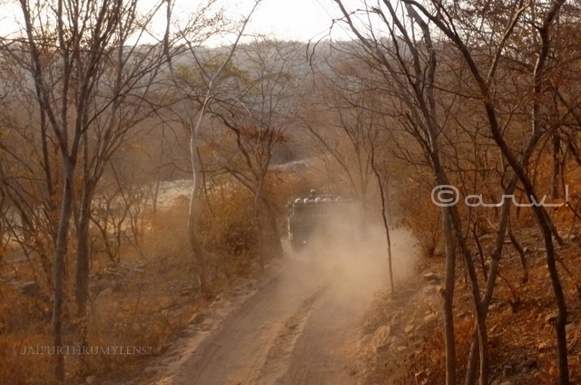 taking-tiger-safari-canter-national-park-ranthambore-india