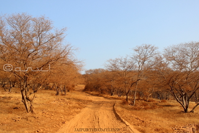 trees-aravali-jungle-tiger-reserve-rajasthan
