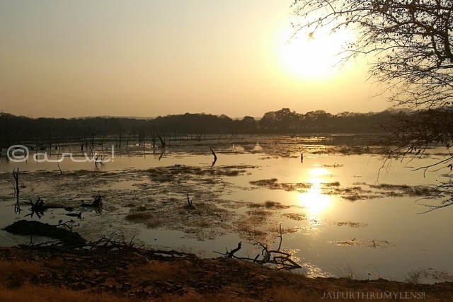water-reflection-sunset-lake-in-ranthamore-national-park
