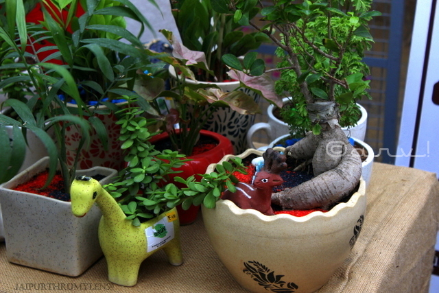 jaipur-bonsai-plants-farmers-market-clarks-amer