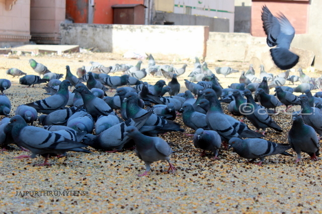 jaipur-pigeon-feeding-spot-sirehdyodi-gate-photo-tour
