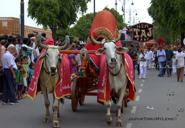 royal-bullock-cart-ride-teej-festival-jaipur