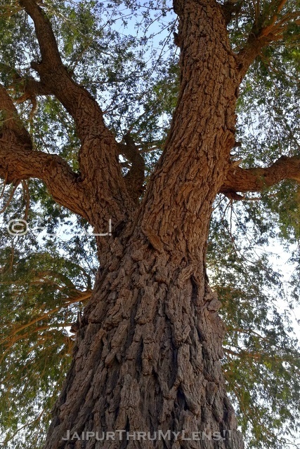 Why Khejri Tree Is The State Tree Of Rajasthan? – JaipurThruMyLens