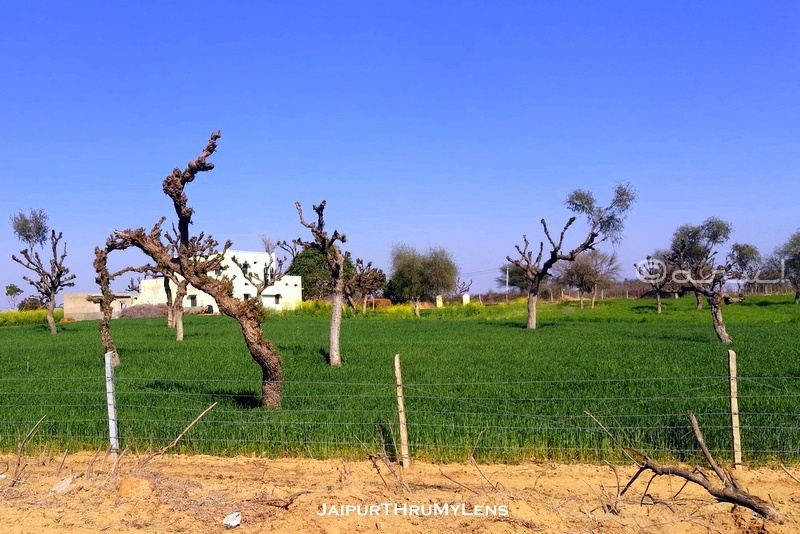 khejri-tree-Prosopis cineraria-uses-rajasthan-village-farm-road