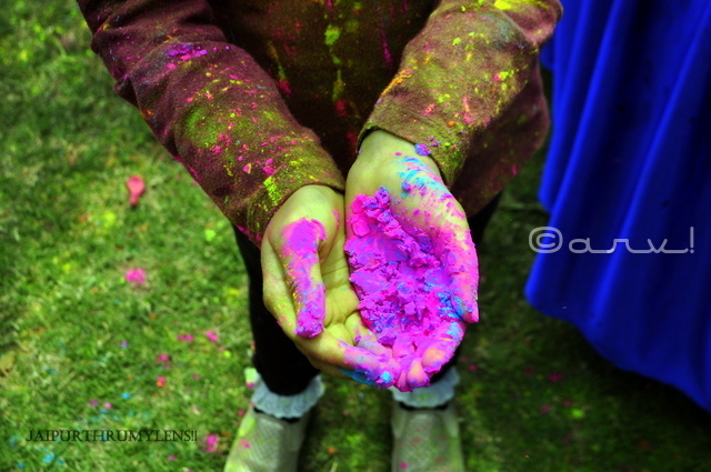 gulal-colour-holi-festival-celebration-jaipur-india