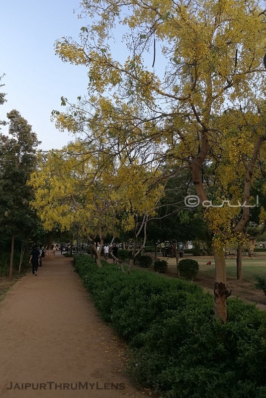 trees-jogging-track-central-park-jaipur