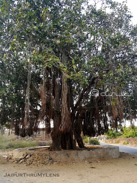 banyan-tree-india-picture