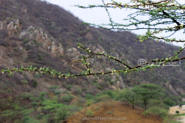 gum-arabica-tree-babul-best-for-rajasthan-desert