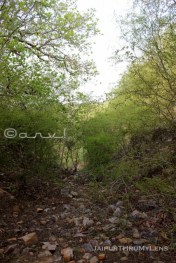anogeissus- pendula-tree-jaipur-trekking-route