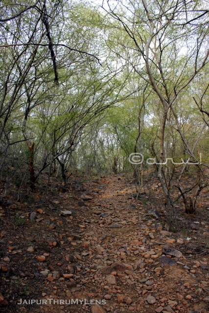 hathni-kund-jaipur-trekking-route-lined-with-anogeissus pendula-tree
