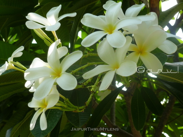 champa-flower-with-tree-plumeria-information-jaipur-ramniwas-garden