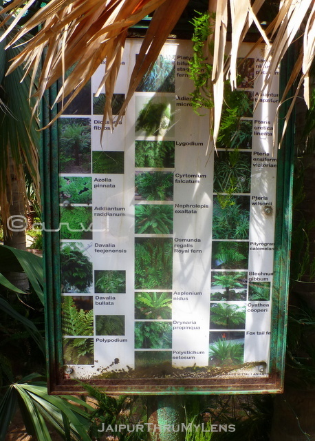 fern-tree-types-indoors-information-ramniwas-bagh-jaipur