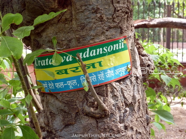 tree-scientific-names-hindi-ramniwas-bagh-jaipur
