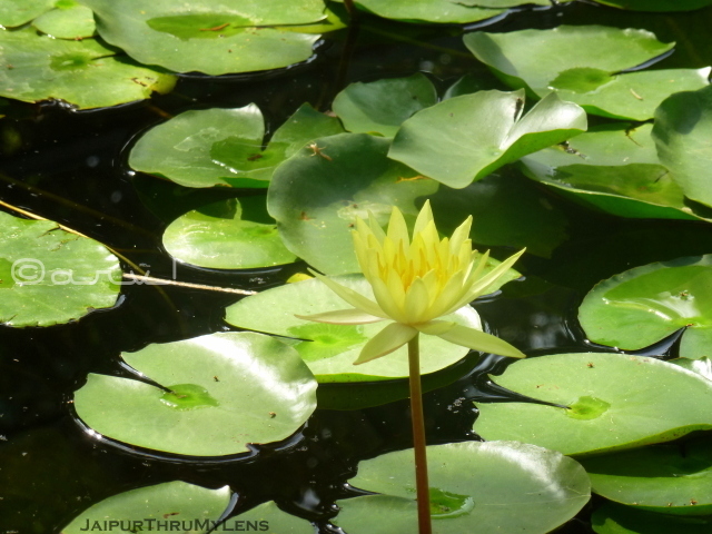 water-lily-flower-yellow-jaipur-ramniwas-garden
