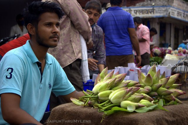 man-selling-lotus-flowers-morning-market-jaipur-india