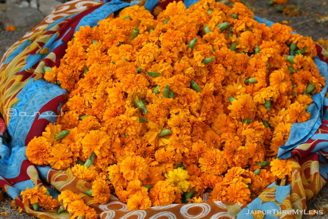 marigold-flower-india-genda-phool-photo