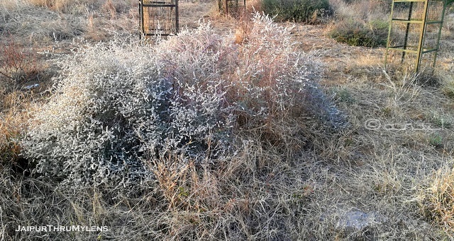 Aerva-javanica-plant-bui-rajasthan-thar-desert-kishan-bagh-jaipur