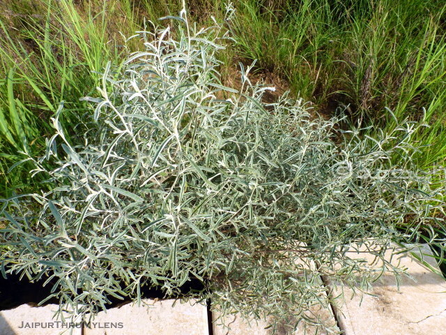 Aerva-javanica-thar-desert-bush-benefits-kishan-bagh-jaipur