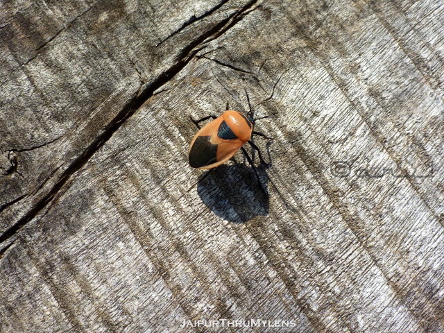 black-and-red-insect-bug-monsoon-kishanbagh-jaipur