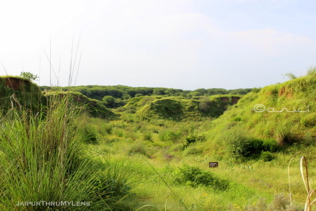 chambal-like-ravines-restoration-project-india-pradip-krishen-kishan-bagh