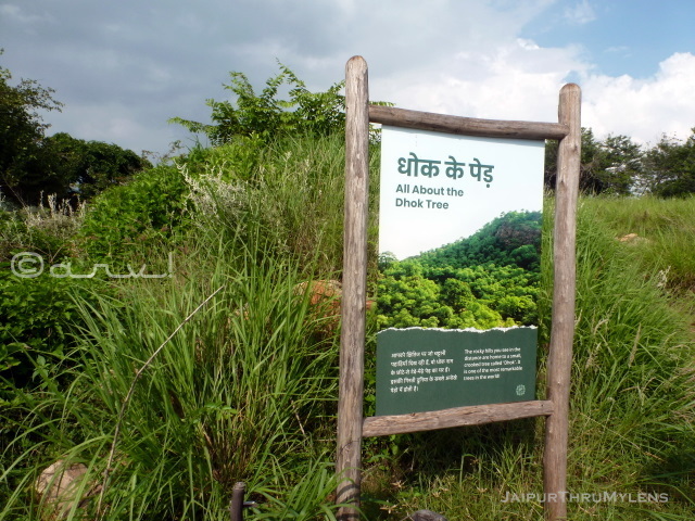 dhok-tree-information-kishan-bagh-jaipur-rajasthan