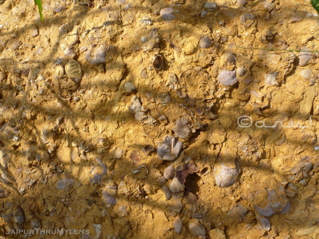 fossil-rock-from-thar-desert-rajasthan-kishan-bagh-jaipur