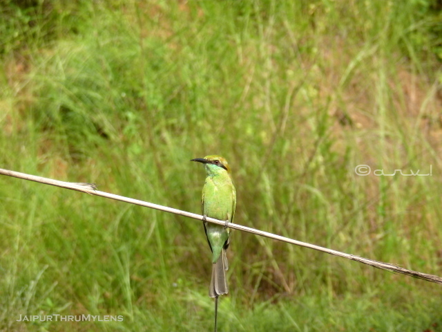 green-bess-eater-habitat-jaipur-kishan-bagh-sand-dunes