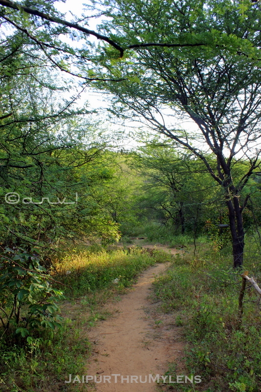 jaipur-trekking-route-aravali-hills-acasia-babool-tree