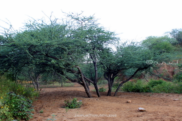 keekar-gum-arabica-babool-tree-aravali-hill-range-jaipur
