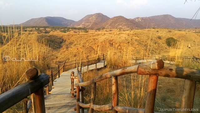 ravines-in-india-kishan-bagh-jaipur-project-by-pradip-krishen