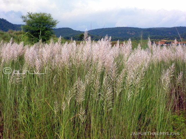 saccharum-munja-plant-rajasthan-hindi-name-sarkanda-kishan-bagh-jaipur