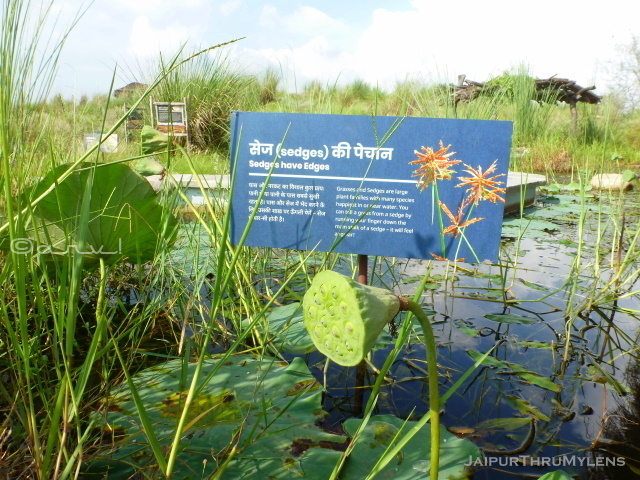 sedges-grass-of-rajasthan-desert-kishan-bagh-sand-dunes-jaipur