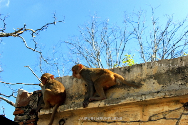 monkey-valley-temple-jaipur-ramgarh-india-rhesus-macaque
