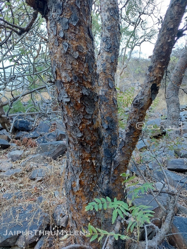 boswellia-serrata-burseraceae-salai-tree-gum-uses-indian-frankincense