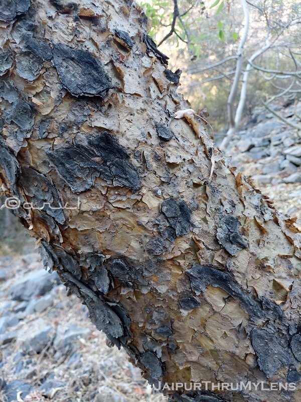boswellia-serrata-guggul-salai-tree-gum-uses-Gajabhakshya-ayurveda