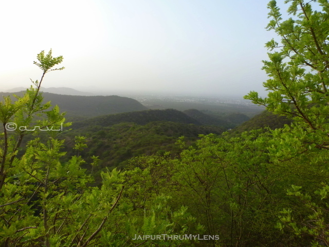 boswellia-serrata-salai-tree-uses
