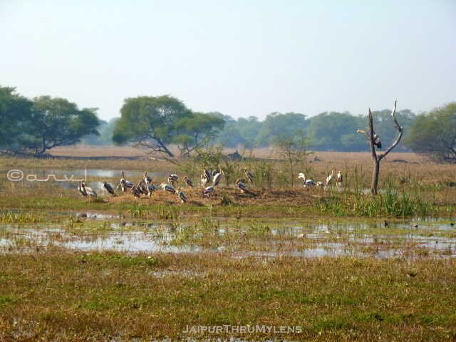 keoladevi-ghana-bird-sanctuary-bharatpur-weekend-getaway-jaipur