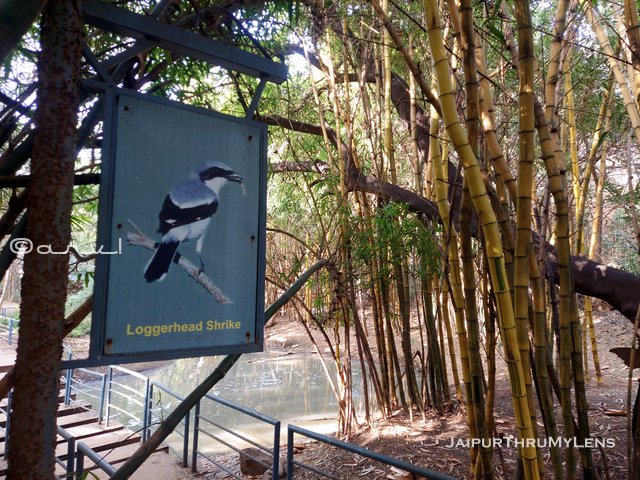 bird-watching-in-jaipur-smriti-van-forest