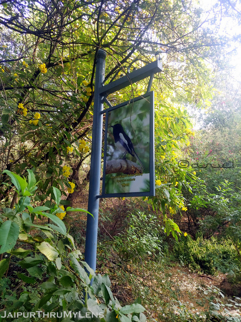 birding-near-jaipur-places-smriti-van