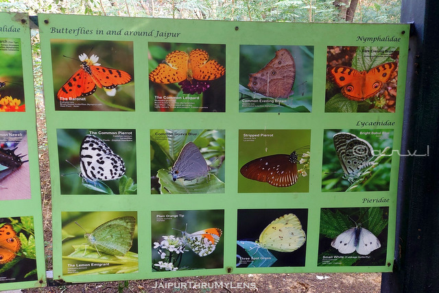 butterflies-species-in-jaipur-smriti-van