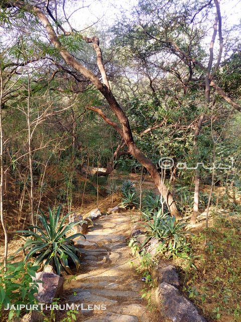 landscaped-garden-jaipur-smriti-van-eco-restoration