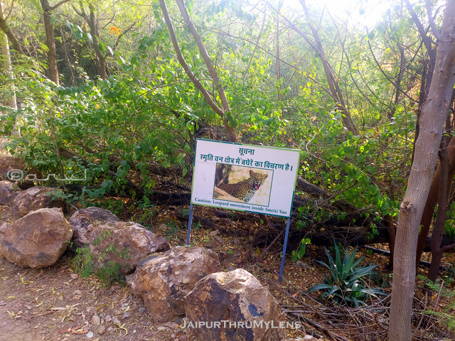 leopards-in-jaipur-smriti-van-jhalana-safari