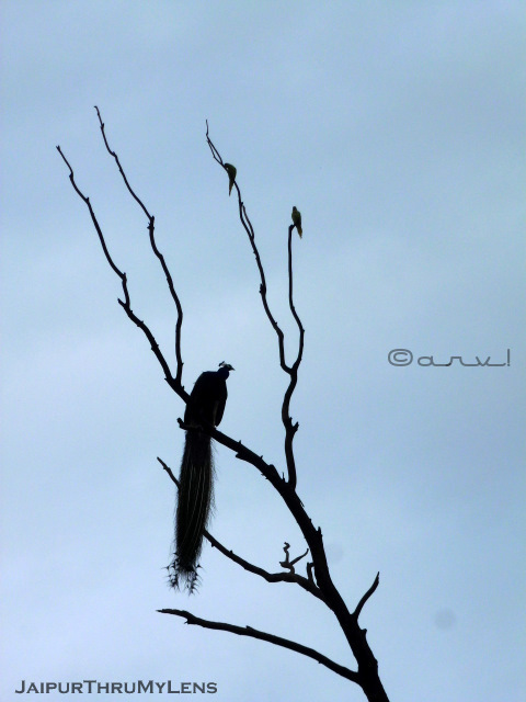 peacock-bird-india-national-bird-jaipur-smriti-van